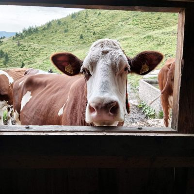 Kuh auf der Alm blickt durch Holztor - Symbol für Wahrnehmung, Veränderung und natürliche Rhythmen